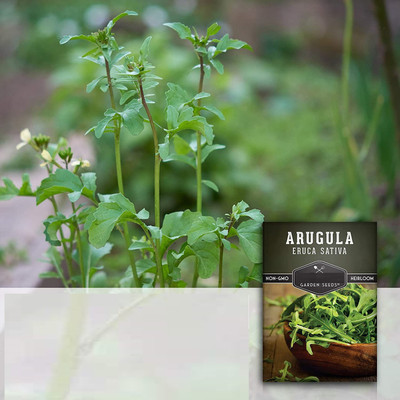 CYBEXIS TLX-7 - Wild Arugula - (2250 Seeds) Seed(2250 per packet)
