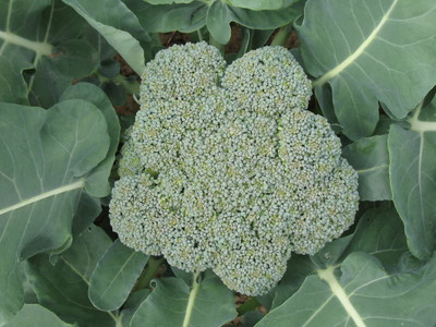 VibeX ® LXI-344 WALTHAM 29 BROCCOLI Brassica Oleracea Seed(200 per packet)