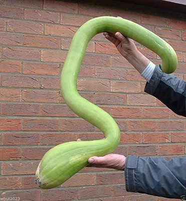 CYBEXIS XLL-1 - Climbing Zucchini Trombocino Zucchetta - (675 Seeds) Seed(675 per packet)