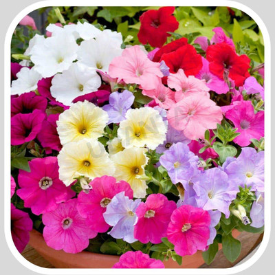 CRGO PETUNIA Seed(70 per packet)