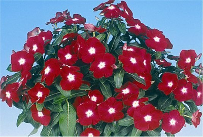 Pbevergreen Jaio Dark Red Vinca Flower Seed(150 per packet)