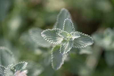 CYBEXIS XLL-1 - Nepeta Cataria Catmint - (1500 Seeds) Seed(1500 per packet)