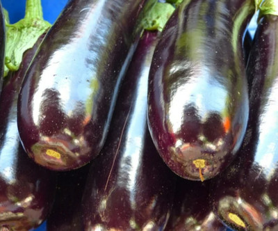 UGRA Brinjal Seed(150 per packet)