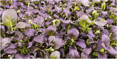 WILLVINE KGF -923 Lettuce Romaine Red/Cimmaron Large Red Leaves Seed(200 per packet)