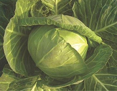 WILLVINE GOI -VII Pusa Synthetic F1 Hybrid Cabbage Seeds [2.5g] Seed(750 per packet)