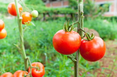Weird tomato Seed(145 per packet)