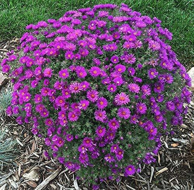 CYBEXIS Chrysanthemum Seeds - Purple Seed(25 per packet)