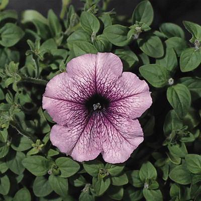 CYBEXIS NBIR-76 - Petunia Orchid Color Blooms - (180 Seeds) Seed(180 per packet)