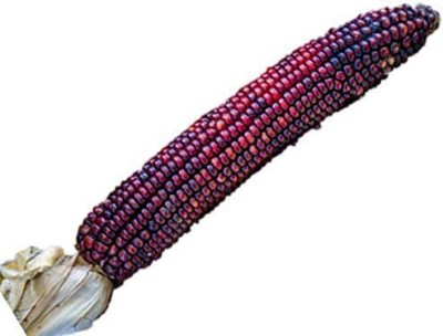 VibeX ® VLR-821 Bloody Butcher Unique Red Indian Corn Seed(500 per packet)