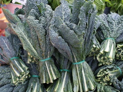 WILLVINE PAU -XIII Black (Elephant) Kale Seeds [25g] Seed(7500 per packet)