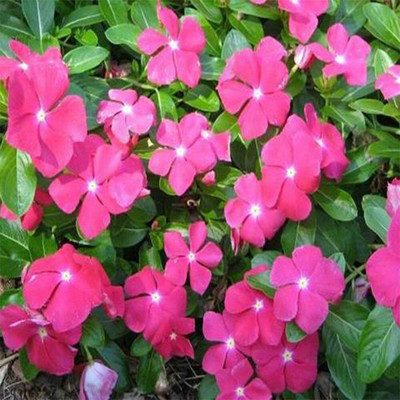 Aywal Vinca Deep Red/ Sadabahar Seed(60 per packet)