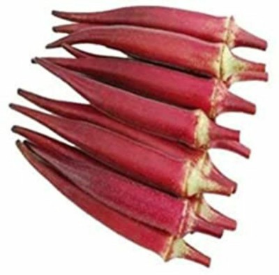 GARDENIFY INDIA F1 hybrid Red Lady Finger (bhindi) Okra seeds, to grow in Your Home & garden Seed(70 per packet)