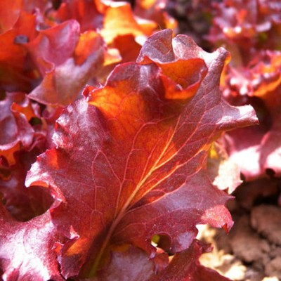 CYBEXIS Healthy Kitchen Vegetables Lettuce Red Leaves Lactuca Seeds4000 Seeds Seed(4000 per packet)