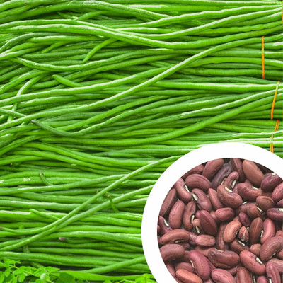 CRGO BEANS Seed(75 per packet)