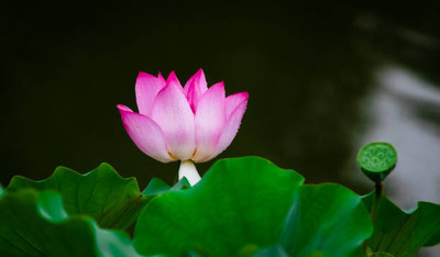 Kavya Craft lotus,kamal gatta Seed(11 per packet)