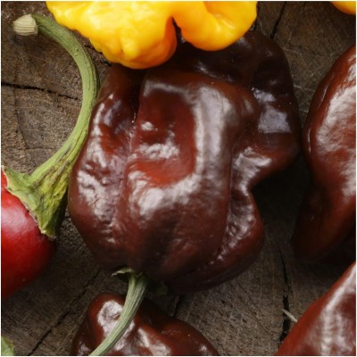 Biosnyg NYZ-22 Chocolate Habanero Pepper (Capsicum chinense) -[800 Seeds] Seed(800 per packet)