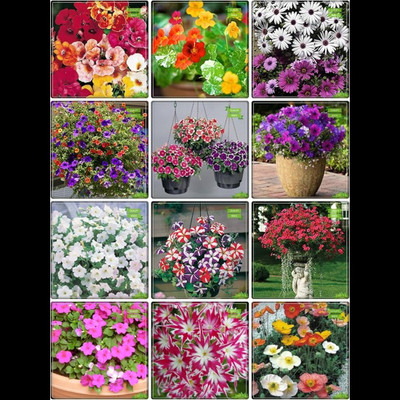 ibains Flower plant seeds combo Seed(63 per packet)
