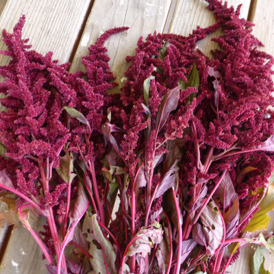 Aywal Amaranthus Burgundy Red/ Dark Green Flower Seed(60 per packet)