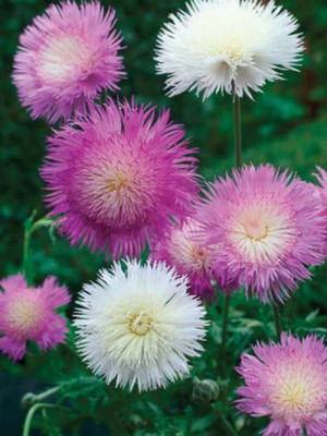 Aywal Sweet Sultan Flower Mixed Seed(140 per packet)