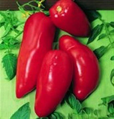 WILLVINE OPALKA BRIGHT RED PASTE TOMATO SEEDS-[600 Seeds] Seed(600 per packet)