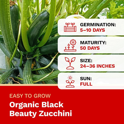 KNESSiN Non Gmo Hybrid Black Beauty Zucchini Seeds For Gardening - (100 Seeds) Seed(10 per packet)
