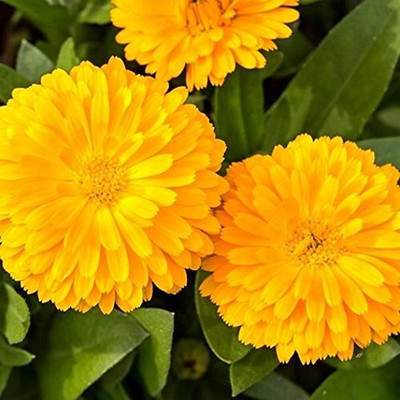 CRGO CALENDULA Seed(15 per packet)