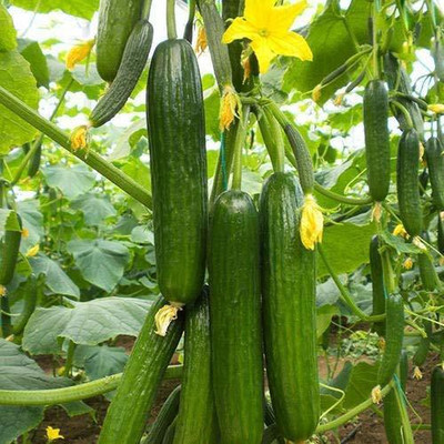 KANAYA Cucumber Seed(20 per packet)