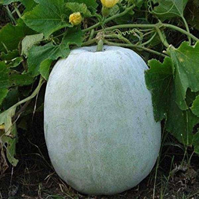 Cloud Farm AshGourd/Peta Seed(40 per packet)