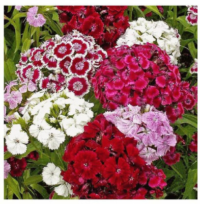 Paudha Diantnus Flower Seed(46 per packet)