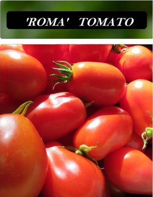 Quentova Roma Tomato 1gm Seeds Seed(400 per packet)