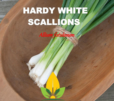 Qualtivate PUA-4A Green Onion for Planting Seed(500 per packet)