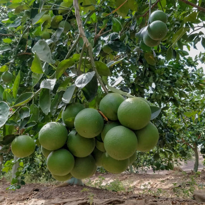 Aywal Mausambi Sweet Lemon Fruit - Citrus Limetta Seed(58 per packet)