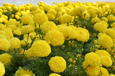 the green dotcom Marigold Yellow Seed(105 per packet)