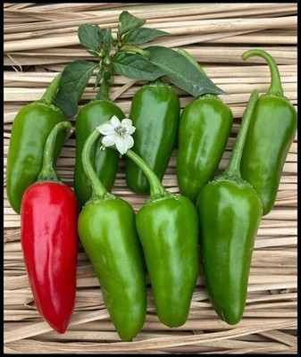 Arshiayat Bullet chilli seed hybrid hot green chilli 17 Seed(17 per packet)