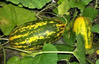 Jignishaseeds Sambar Cucumber Traditional Desi (Mangolrian Cucumber) Seed(30 per packet)