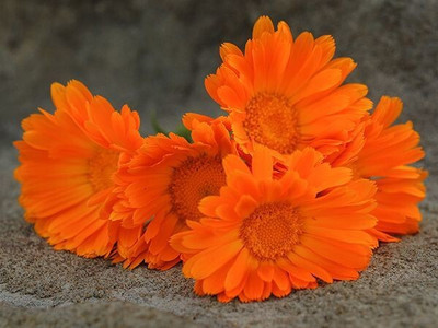 Quentova BALL'S IMPROVED ORANGE CALENDULA-CIAR Seed(25 per packet)