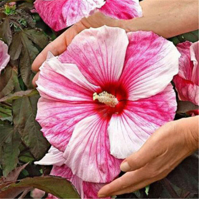 CRGO HIBISCUS , GUDHAL Seed(45 per packet)