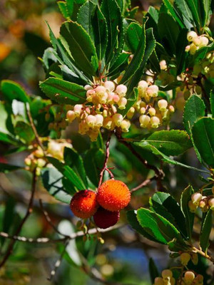 MAA LITCHI,LICHEE,LYCHEE Seed(11 per packet)