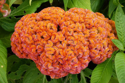 XOLDA Exotic cocksomb Seed(11 per packet)
