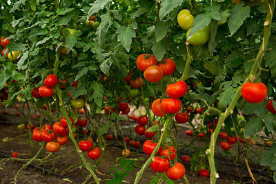 ZIXA tomato Seed(90 per packet)