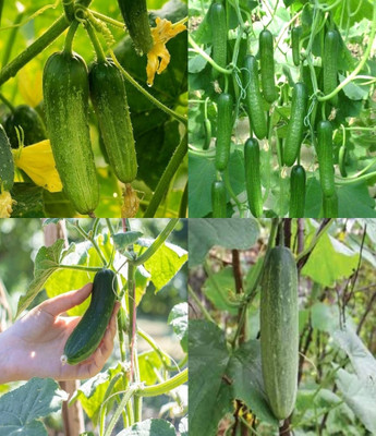ibains All season cucumber seeds Kakari sosa seeds beej 65 Seed(65 per packet)