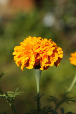 API marigold/gende ka phool flower seeds Seed(50 per packet)