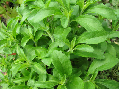 GEZ Stevia Sweetleaf Herb Plant Seed(30 per packet)