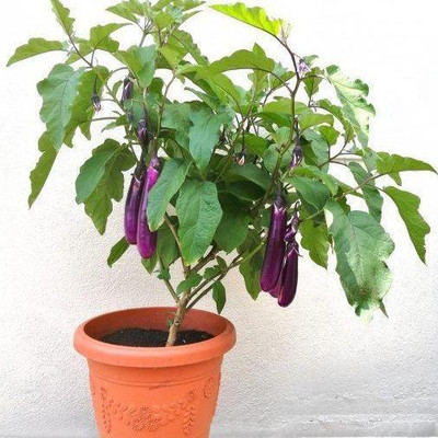 LIFELEX Long Purple Eggplant Brinjal Seed(45 per packet)