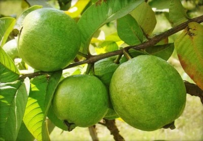 Aywal Guava, Amrood, Amrud, Psidium, Guajava Seed(75 per packet)