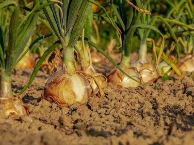 Quentova Yellow Onion-GBPUT-3P Seed(250 per packet)