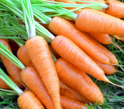 KNESSiN Carrot For Growing[600 Seeds] Seed(600 per packet)