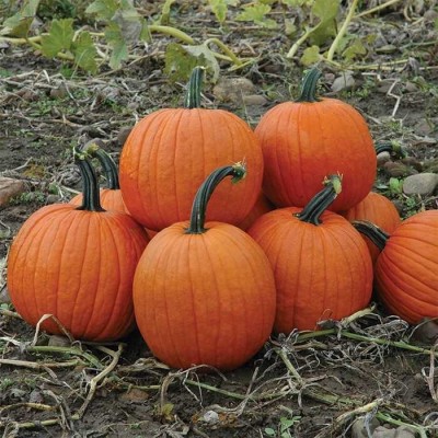 VNR Fresh VNR Pumpkin Hybrid Vegetable Seed(100 per packet)