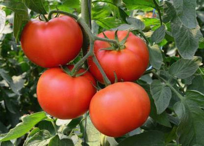 Aro Tomato S22, Tamatar Seed(140 per packet)