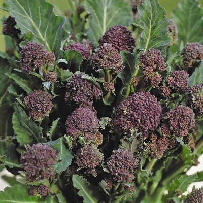 CYBEXIS Broccoli 'Early Purple Sprouting' Brassica oleracea 2000 Seeds Seed(2000 per packet)